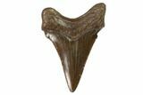 Juvenile Megalodon Tooth - Georgia #101362-1